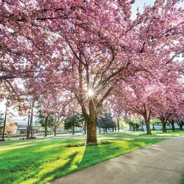 Image of flowering tree on SOU campus