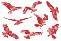 Hawks_RGB_SMRED-250x167 hawks flying
